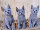 Котята породы русская голубая