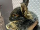 Крольчонок карликовый объявление продам