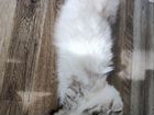 Невская маскарадная кошка сибирская объявление продам