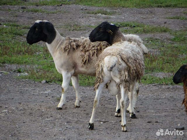 Дорпер и бурские