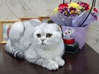 Шотланский котик в добрые руки объявление продам