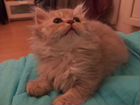 Шотландский длинношерстный котенок объявление продам