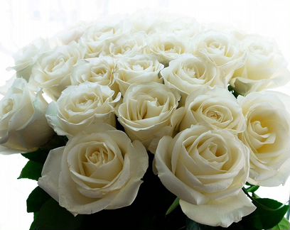 101 Роза, Букеты Цветы Розы 31 51 75 301 Доставка