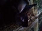 Кролики чёрные 3-4 месяца