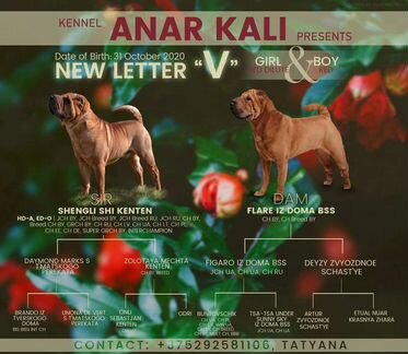 Шарпей Мальчик и девочка