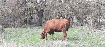 Корова стельная, бычок - фотография № 5
