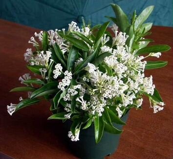 Цеструм ночной - ароматная королева ночи, редкость