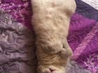 Шотландский кот Вязка объявление продам