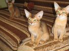 Абиссинские ушастые котятки