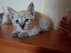 Сиамско-тайские котята