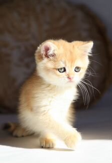 Британский котик завуалированное золото