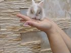 Крольчата с белыми ушками