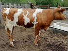 Корова и нетель Айширской породы объявление продам