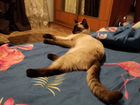 Тайская кошка на вязку