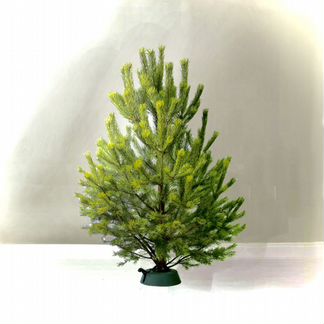 Живая Сосна 182-183см