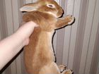 Декоративный кролик рекс