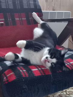 Кот бесплатно