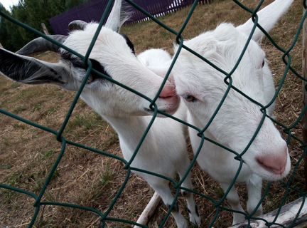 Зааненские козы дойные - фотография № 4