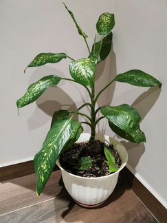 Диффенбахия