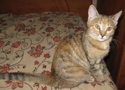 Рыжий котенок девочка