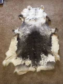 Шкура оленя