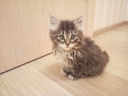 Отдам кошечкy