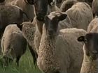 Продам романовских овец