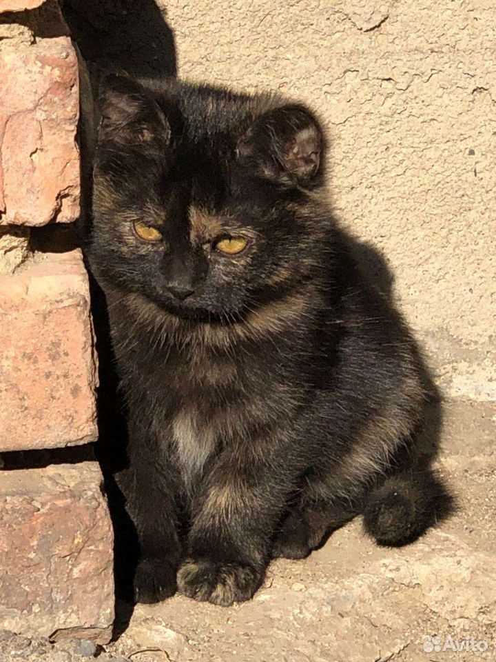 Кошка