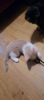 Мейн- Кун, метис, котёнок