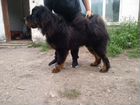 Мойка средних,больших и гигантских собака