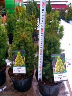 Ель белая в горшочке