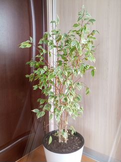 Фикус бенджамина 90см