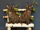 Бурманские котята, вязка