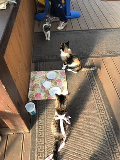 Передержка кошек