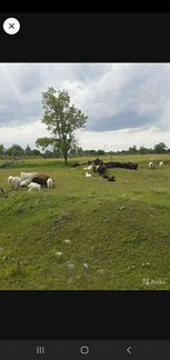 Овцы бараны ягнята - фотография № 3