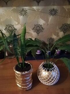 Сансевиерия