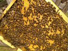 Матки (пчелиные) от селекционного материала объявление продам