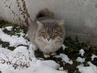 Шикарный кот, а живёт на улице
