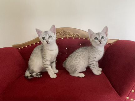 Египетская мау котята Аглая и Арчи