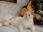 Настоящий самец котенок мей-кун объявление продам