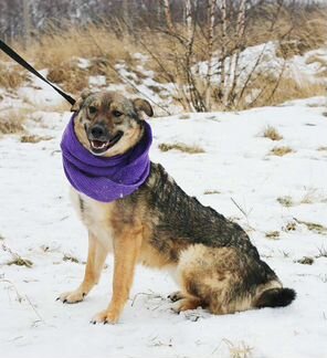 Собака улыбака Томми в добрые руки