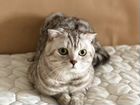 Шотландский вислоухий кот вязка объявление продам
