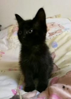 Котята в дар