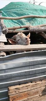 Продаются молочные козы И козочки дающие от 1,5 до - фотография № 4
