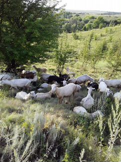 Козы, козлы, козлята отдельно или полностью стадом - фотография № 1