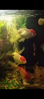Аквариумные рыбки золотые