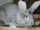Кролики-разных пород объявление продам