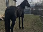 Лошадь карачаевсая объявление продам