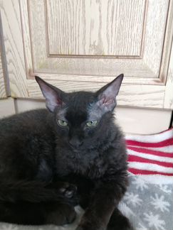 Котик Сфинкс петербол (браш), родился 1.06.20