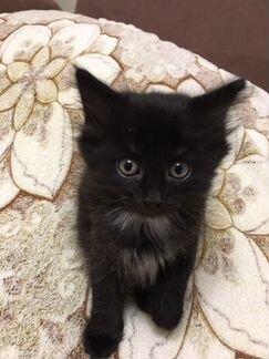 Котёнок девочка 2 месяца